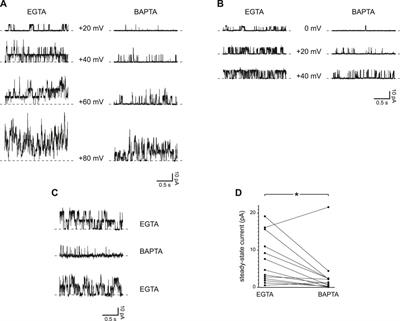 Regenerative Calcium Currents in Renal Primary Cilia